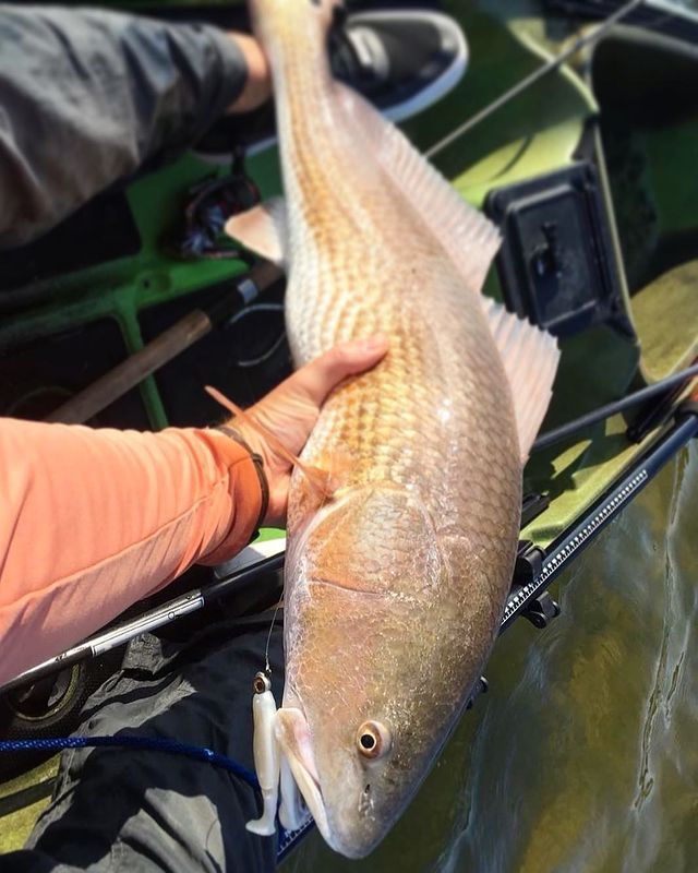 Soft Shad Z-Man Scented Pogyz 3"
