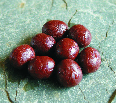 Blood Worm / Shrimp Pellet