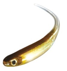 Softbait OSP Mylarminnow 3.5"