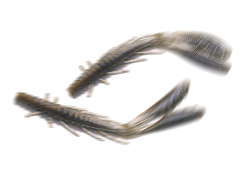 Gambero Hideup Stagger Craw 6,5”