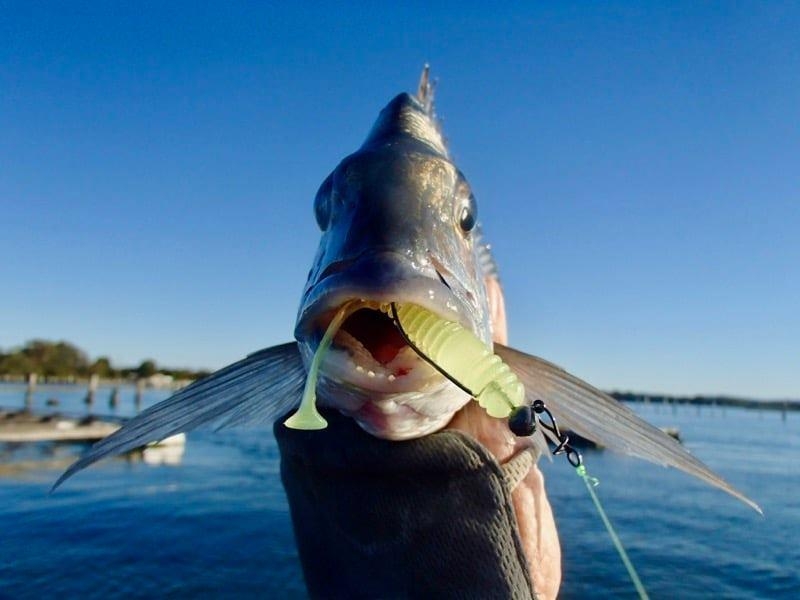 Paddletail Damiki Squash Shad 2”