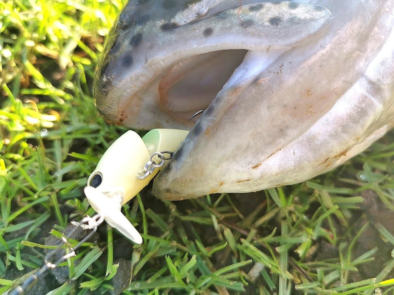 Crankbait Shimano Cardiff Fuwatoro Top 35F 35mm 2.5g