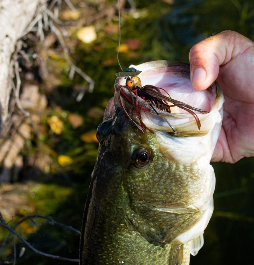 Wirebaits Z-Man Crosseyez Chatterbait 1/2 oz