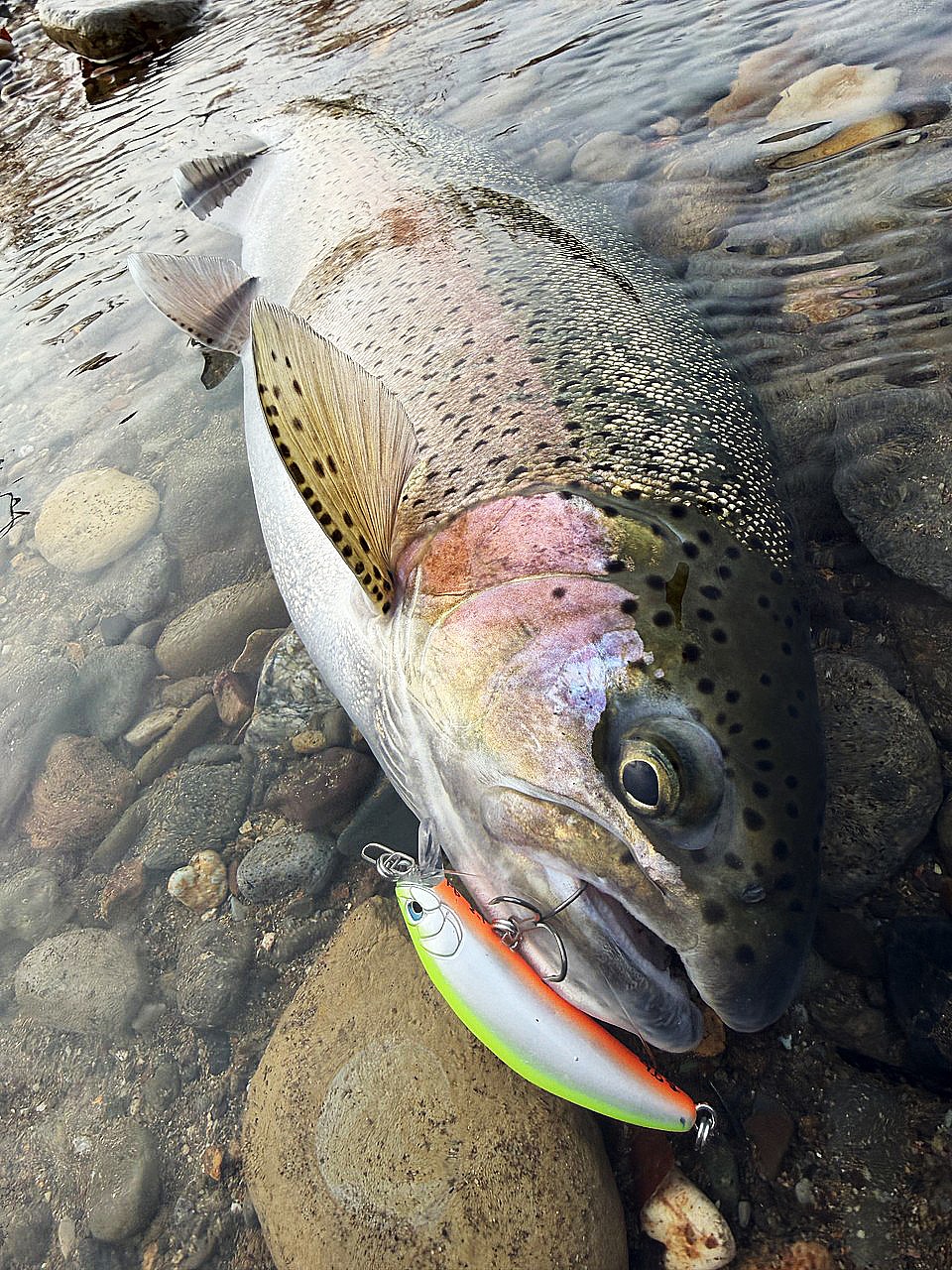 Minnow Duo Onimasu Kagura 55 F
