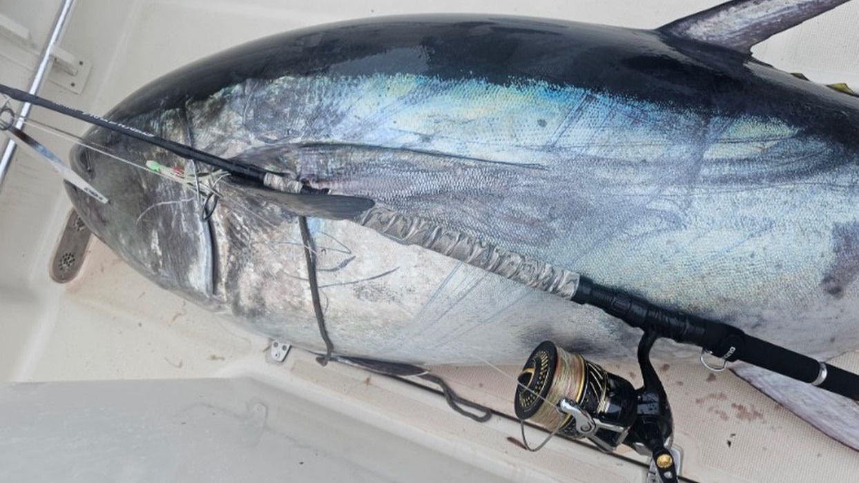 Canna Cb One Monsta Tuna