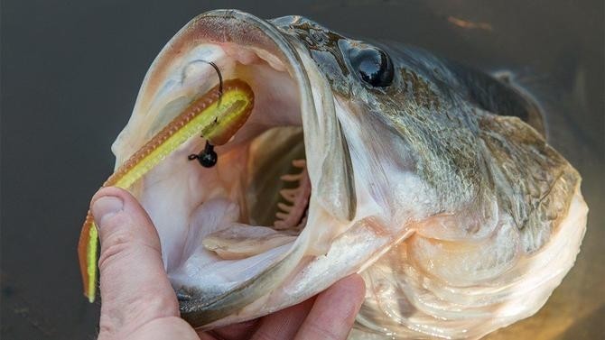 Finesse Bait Netbait Contour Worm 4.75”