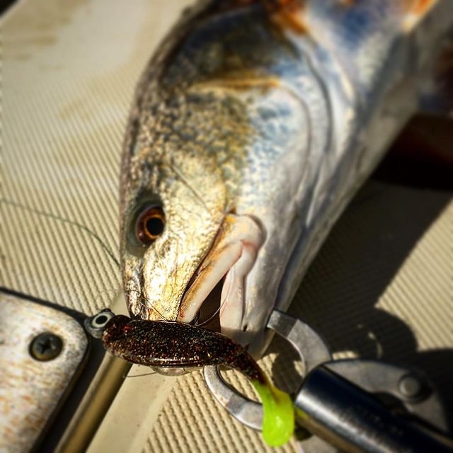 Soft Shad Z-Man Scented Pogyz 3"