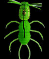 Artificiale Imakatsu Fujin Spider