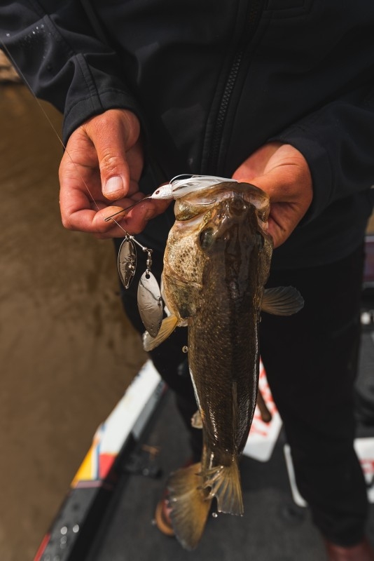 Wirebaits Z-Man Slingbladez Spinnerbait DW 3/4 oz