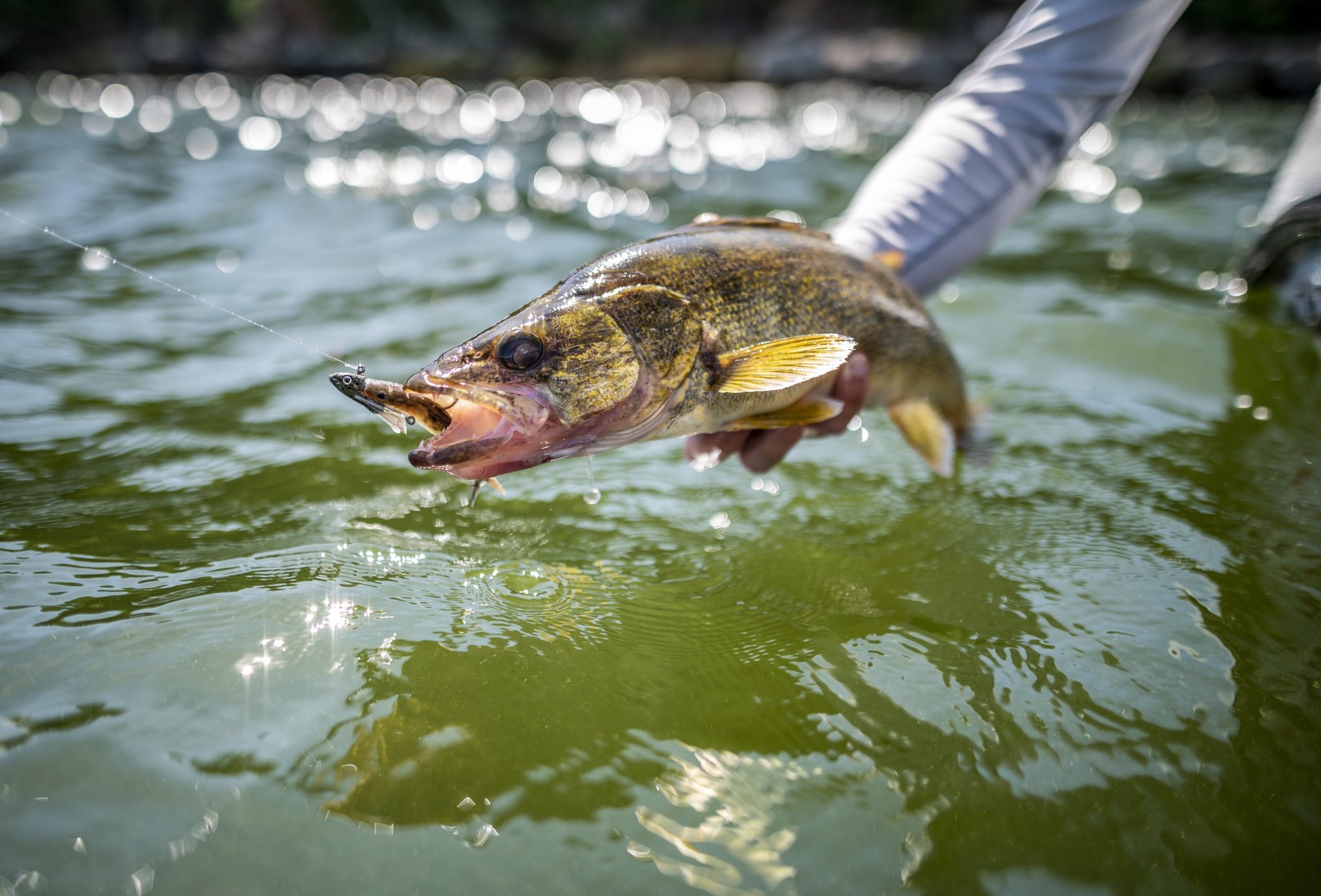 Soft Minnow Berkley Powerbait The Champ Minnow 3,4”