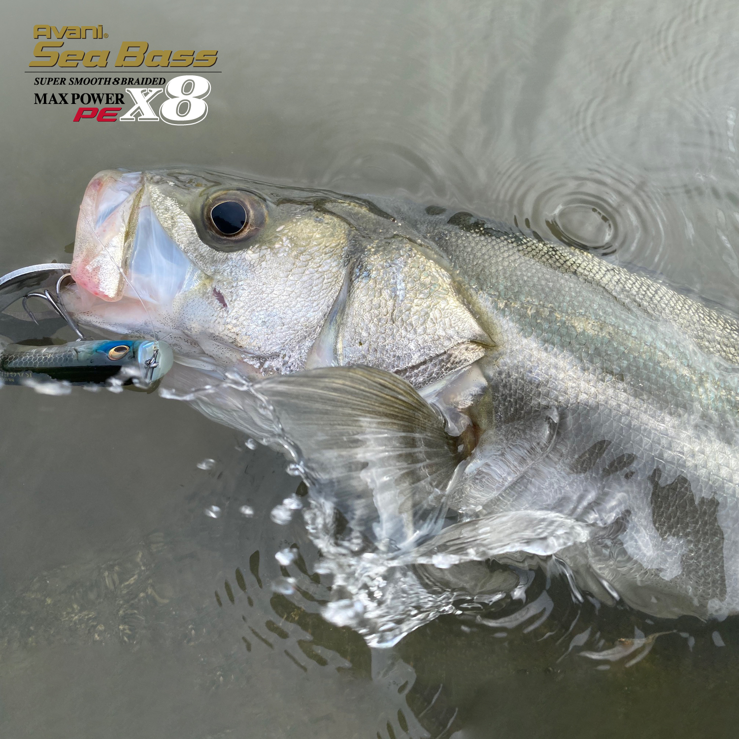 Treccia Varivas Seabass 8X Status Gold 150 Mt