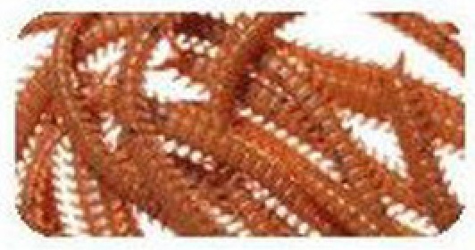 Softbait Marukyu Power Isome Ragworm size M Col. 9412 Softbait Marukyu Power Isome Ragworm size M Col. 9412