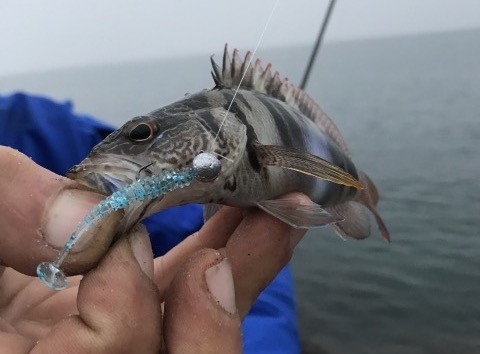 Softbait Reins Aji Ringer Shad 1.5”