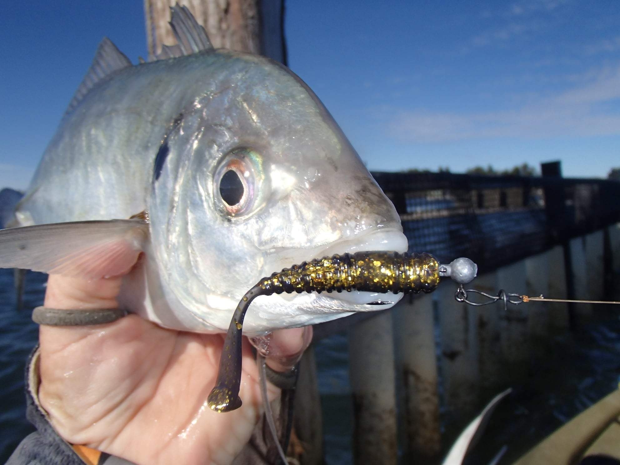 Paddletail Damiki Squash Shad 2”