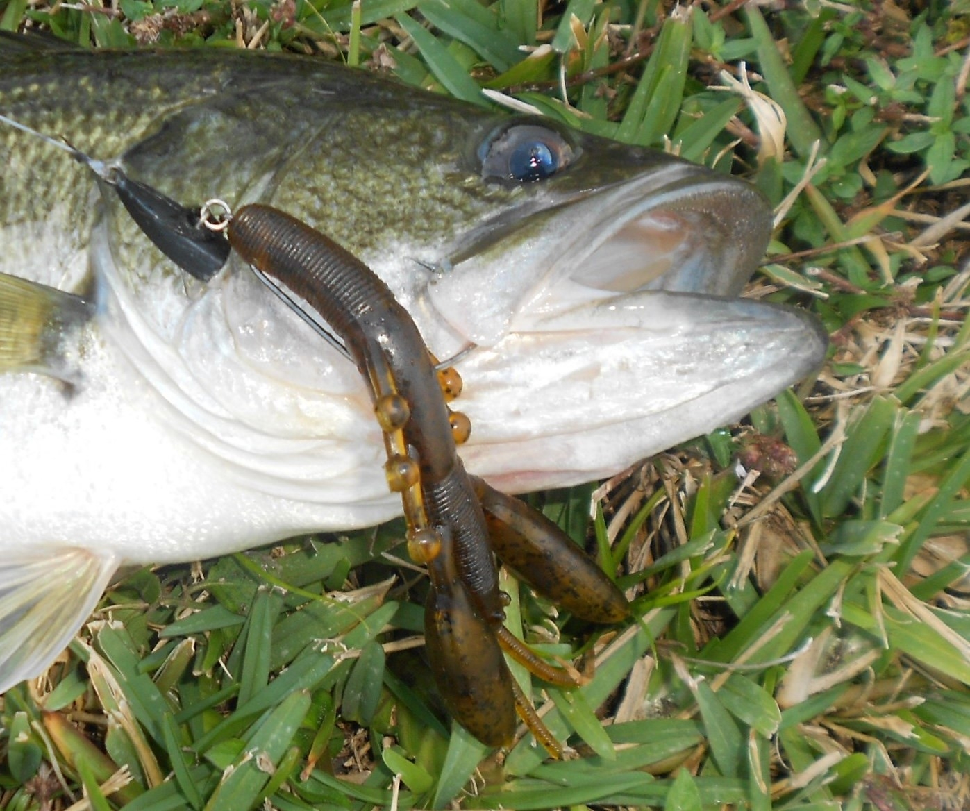 Testina Damiki Mausrin Jighead col. Black