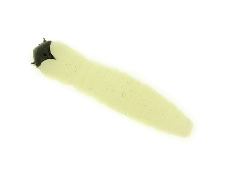Caimano worm 1,5"  10 pcs col solid glow