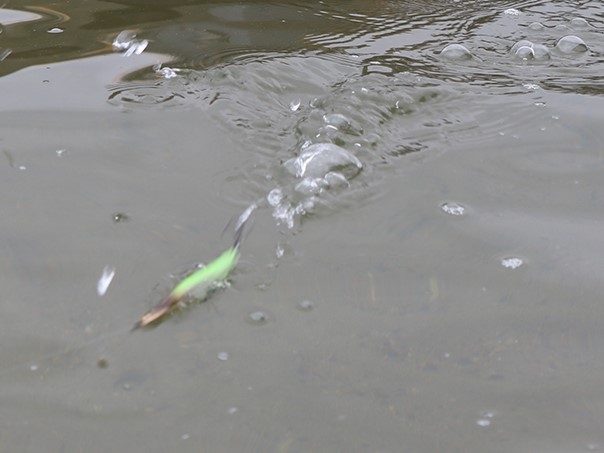 Jerkbait Jackall Riser Bait 007R 
