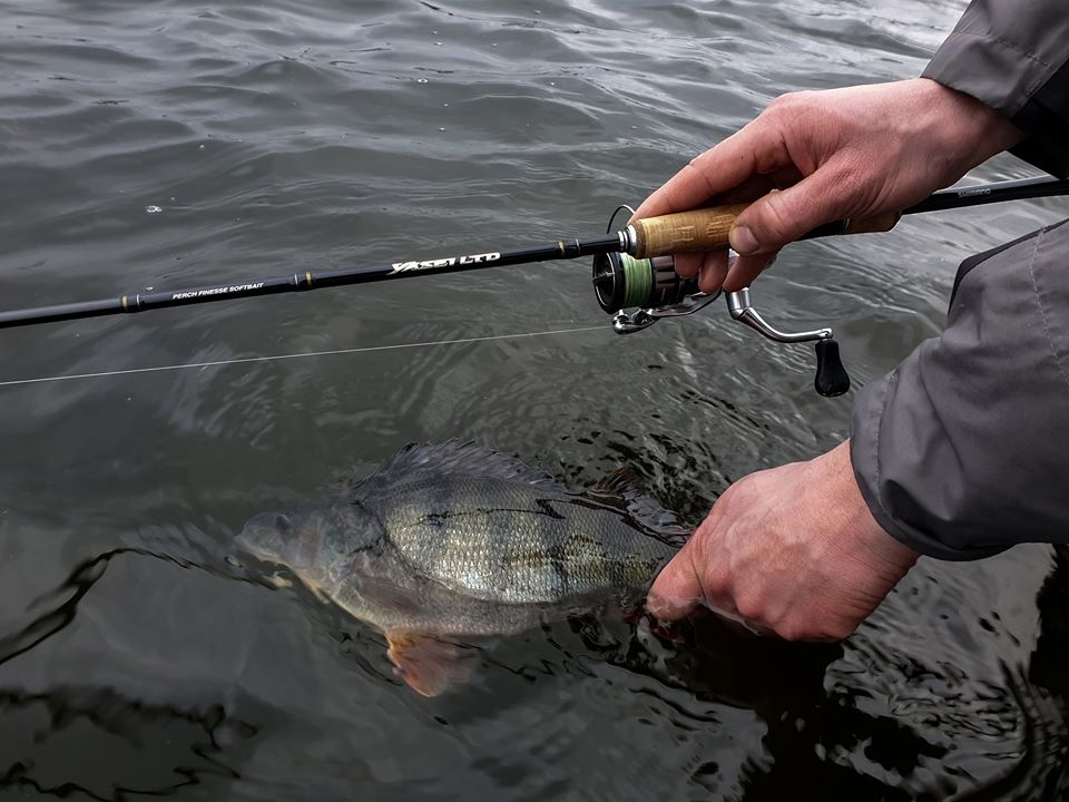 Canna Shimano Yasei LTD Perch Finesse Softbait