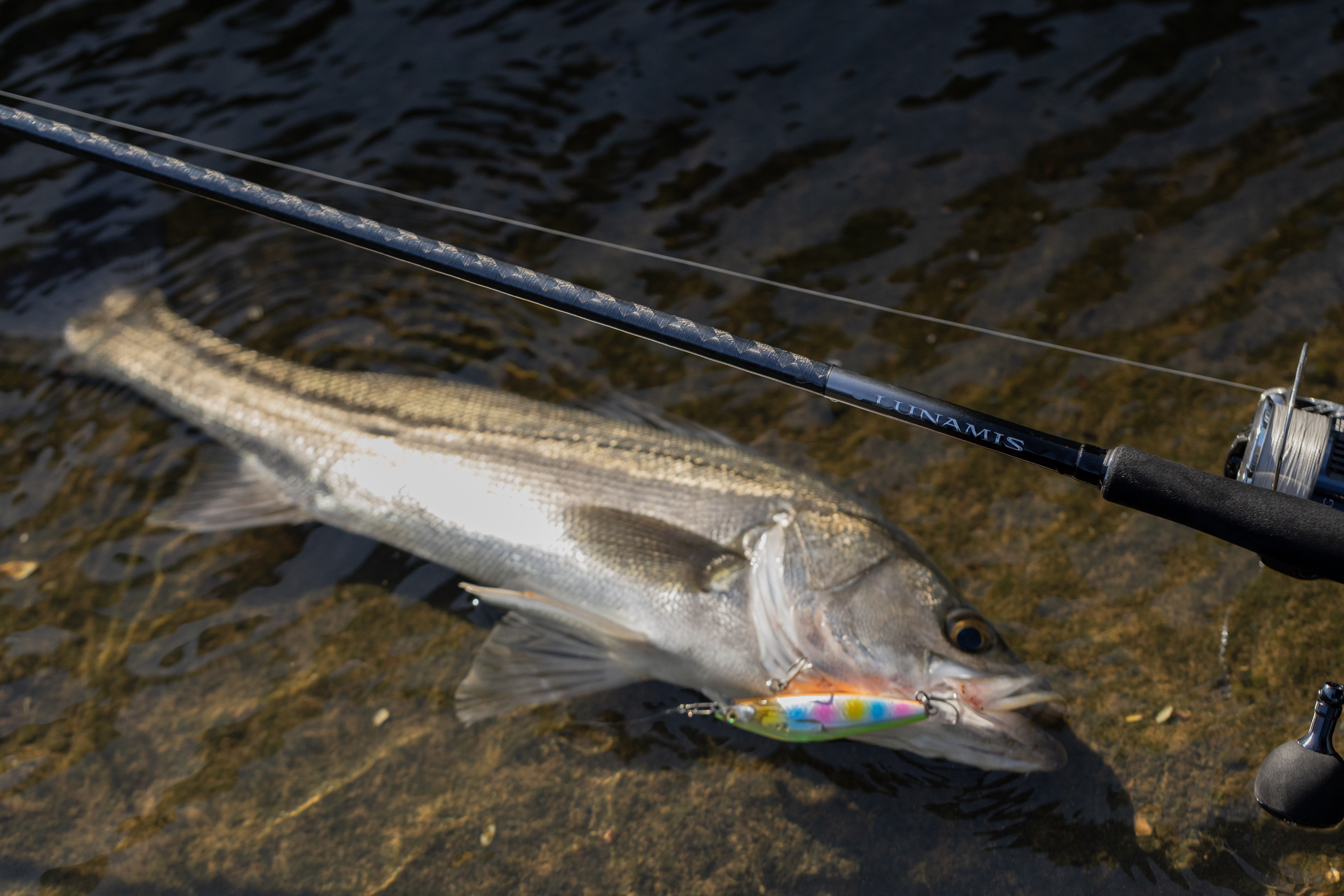 Canna Spinning Shimano 26 Lunamis