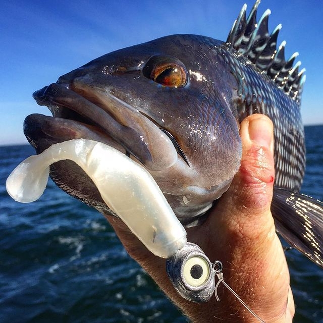 Soft Shad Z-Man Scented Pogyz 3"