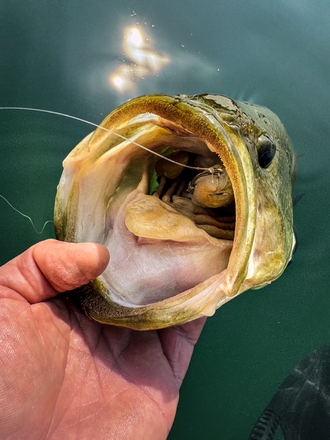 Soft Swimbait Veeu Snack Burno 12 cm
