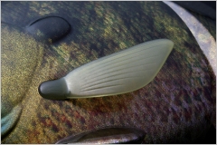 Swimbait Deps Bullshooter 160 SS