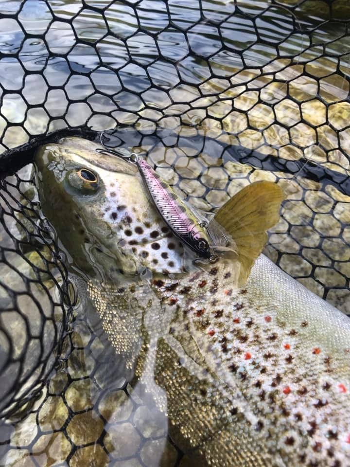 Minnow Shimano Cardiff Pinspot 50S 50mm 3.5g
