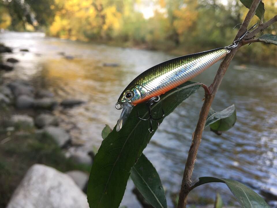 Minnow Shimano Cardiff Pinspot 50S 50mm 3.5g