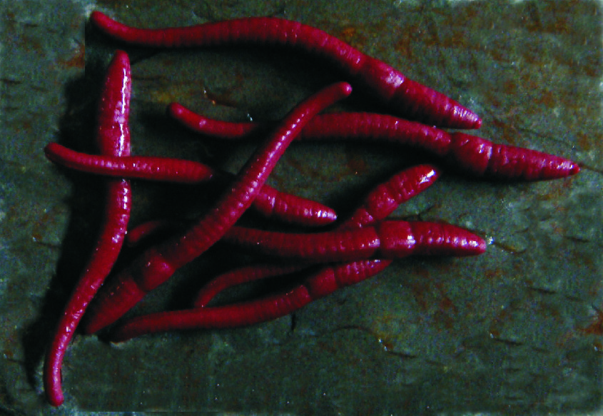 Redworms (sinking)
