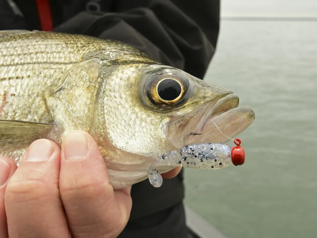Softbait Z-Man Shad Fryz 1.75"