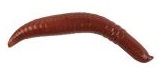 Worm Berkley GULP Pinched Crawler 1 Inch col. Nightcrawler (Floats)