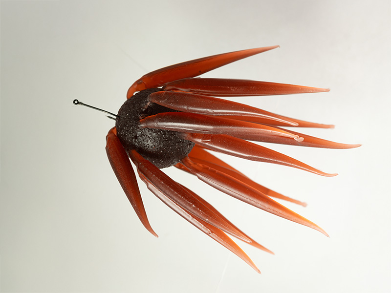 Softbait Hideup Coike Fish L Elastomer