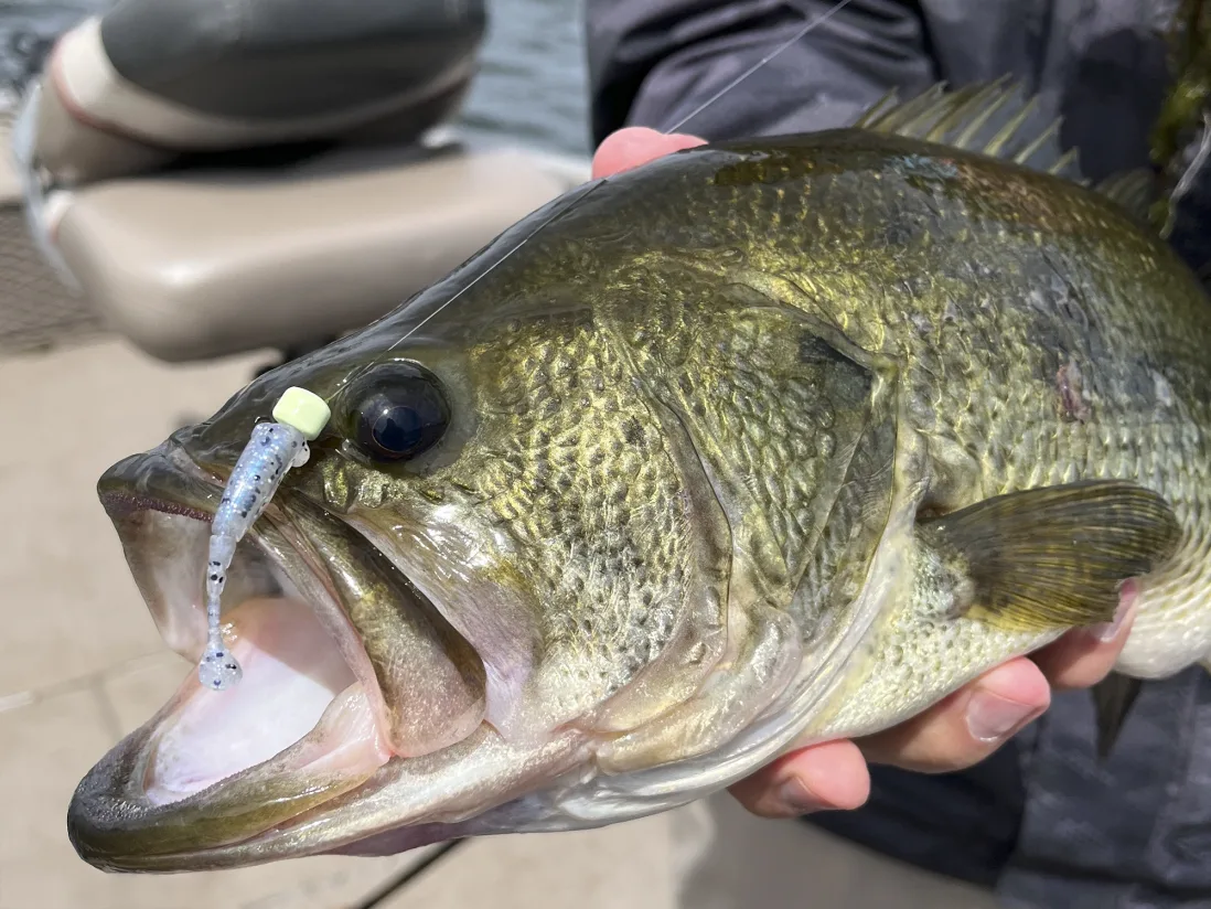 Softbait Z-Man Shad Fryz 1.75"