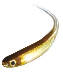 Softbait OSP Mylarminnow 2.5"