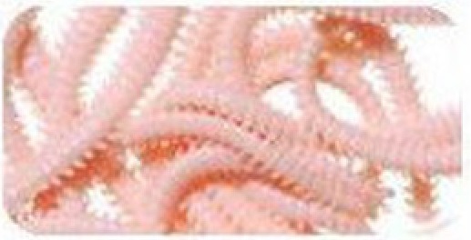 Softbait Marukyu Power Isome Ragworm size S Col. 9599 Softbait Marukyu Power Isome Ragworm size S Col. 9599