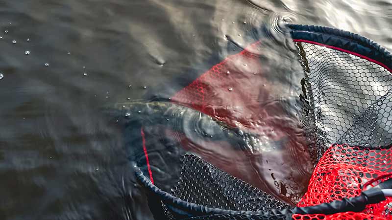 Guadino Fox Rage Speed Flow Landing Net size L