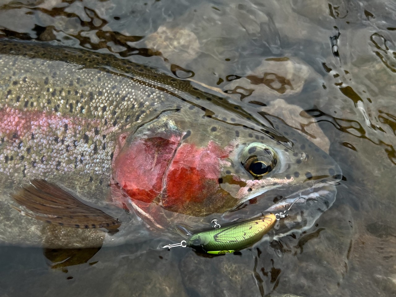 Minnow Duo Onimasu Kagura 55 F