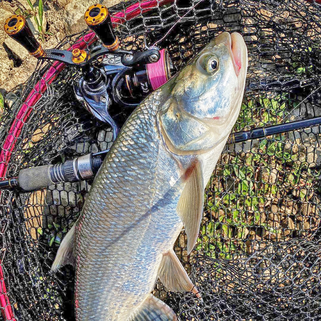 Manetta Doppia Spinning Gomexus Alluminium 98mm DAIWA