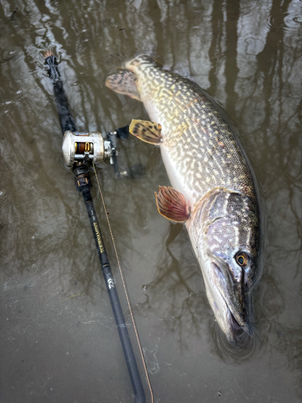 Canna Casting Daiwa Tournament Pike