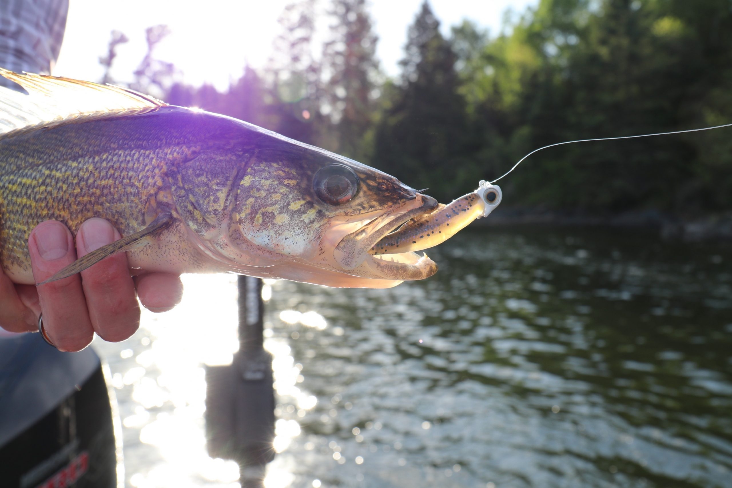 Testina Piombata Z-Man Finesse Eyez col. Shiner