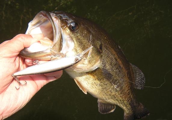 Jerkbait Evergreen Faith 87