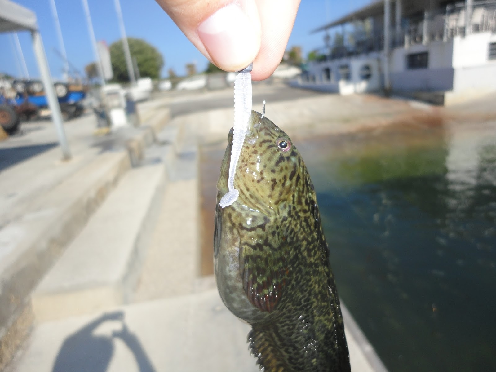 Softbait Reins Aji Ringer Shad 1.5”