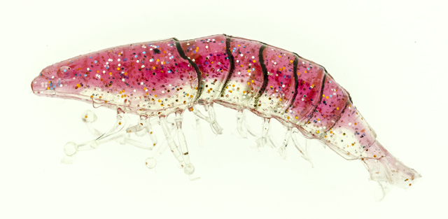 Shrimp 2,5" + wt jig head 4 g.col. Clear red back Shrimp 2,5" + wt jig head 4 g.col. Clear red back