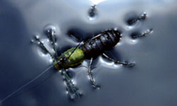 Artificiale Imakatsu Fujin Spider