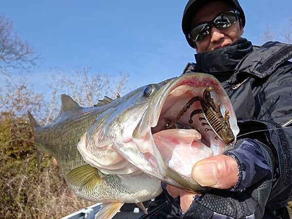 Beaver Bait Evergreen Kicker Bug 3.3" Fat Baby