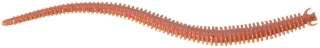 Verme Berkley Gulp! Alive! Nereis 6” col. Brown Blue Fleck Verme Berkley Gulp! Alive! Nereis 6” col. Brown Blue Fleck