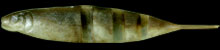 Artificiale Imakatsu Javallon 160