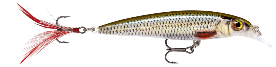 Jerkbait Rapala X-Rap 8 cm col. ROL Live Roach Jerkbait Rapala X-Rap 8 cm col. ROL Live Roach