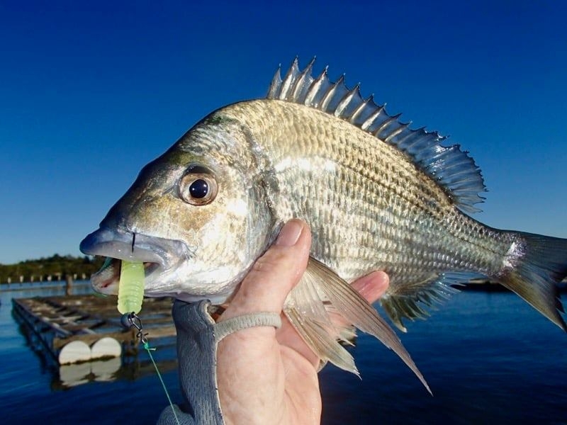 Paddletail Damiki Squash Shad 2”