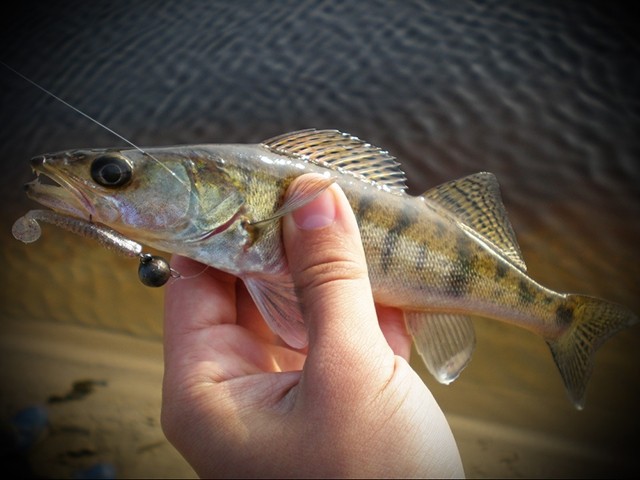 Softbait Reins Aji Ringer Shad 1.5”